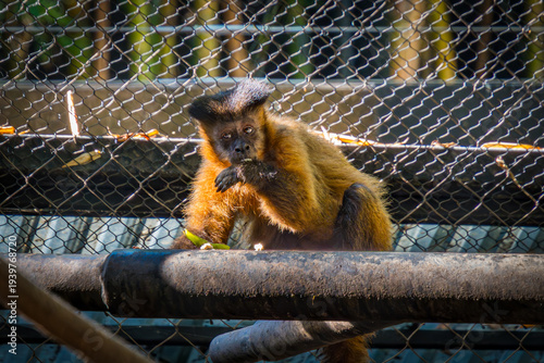 Monkey sits on a pipe, grooming itself inside a zoo during daylight hours in a natural habitat setting