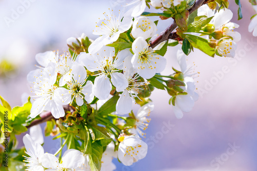 Delicate cherry blossom flowers illuminated by warm sunlight creating dreamy spring atmosphere. Seasonal floral nature background.