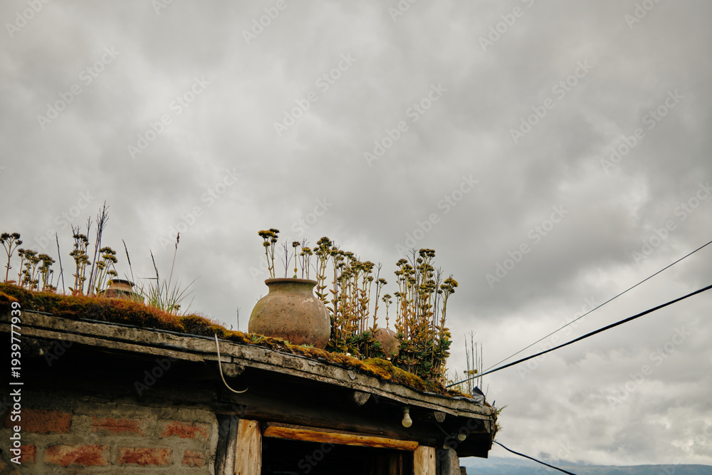 Fototapeta premium Green roof with plants and clay pot on rustic countryside house