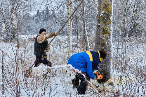 Using chainsaw farmers cut down poplar tree for firewood.