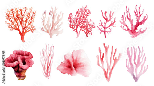Watercolor pink coral illustrations on transparent background, various coral shapes and seaweed elements, artistic botanical marine collection