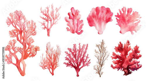 Watercolor pink coral illustrations on transparent background, various coral shapes and seaweed elements, artistic botanical marine collection