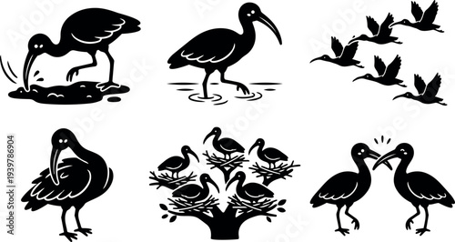 Silhouette vector of ibises in feeding, wading, flying, nesting and courting poses front and side arranged as isolated black icons
