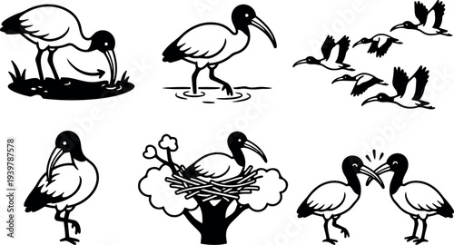 Line art vector set of black ibis birds in various poses feeding wading flying nesting and pair interaction bold silhouette
