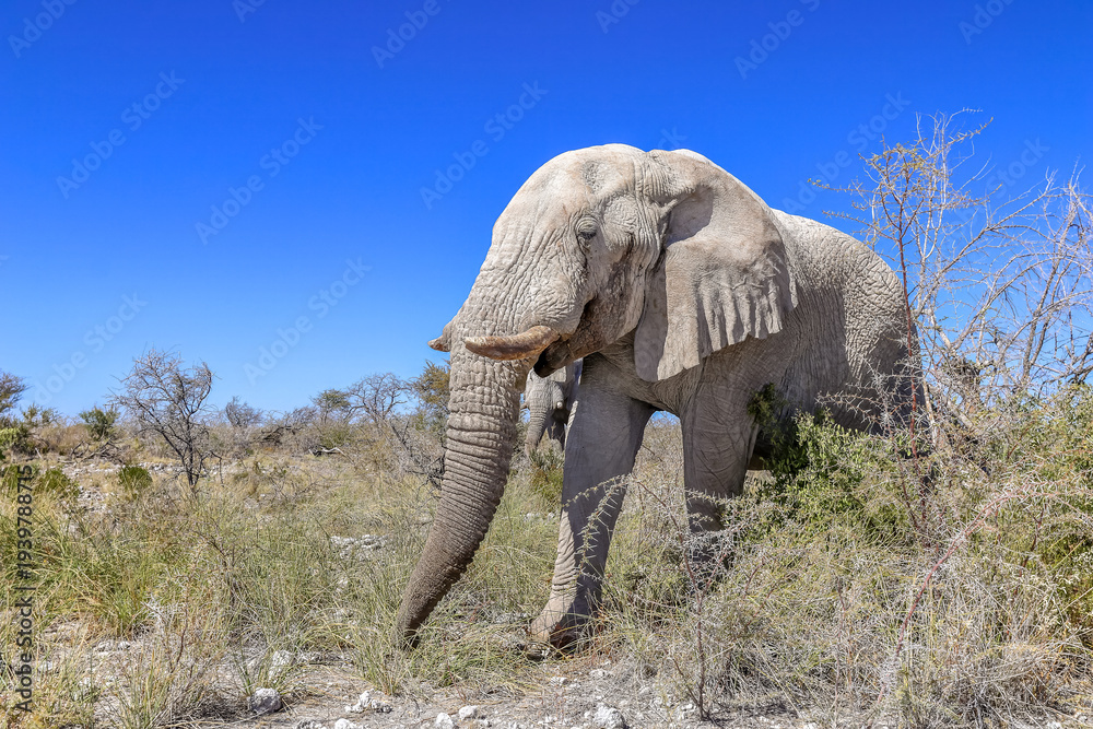 Fototapeta premium Elephant in Etosha National Park, Namibia