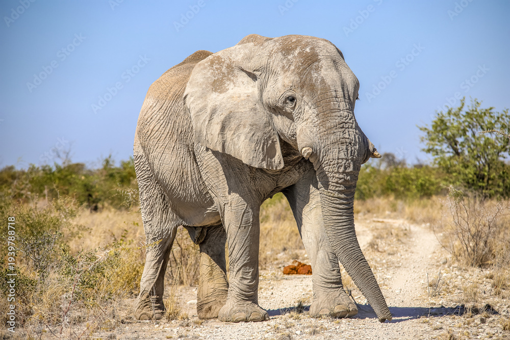 Fototapeta premium Elephant in Etosha National Park, Namibia