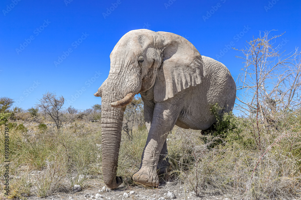 Obraz premium Elephant in Etosha National Park, Namibia