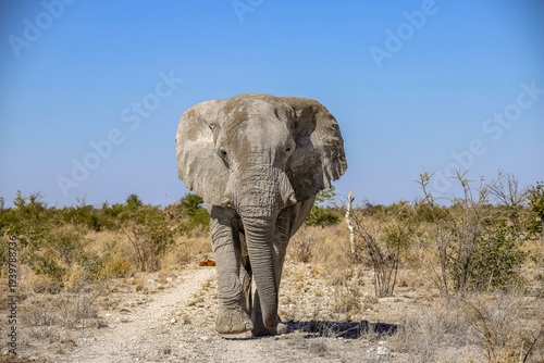 Canvas Print Elephant in Etosha National Park, Namibia