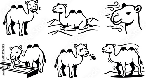 Line art camel vector set showing six poses including standing, sitting, drinking, spitting, head close up, walking in desert minimal icons