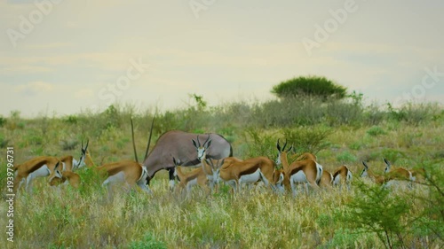 A herd of Springbok antelopes (Antidorcas marsupialis) grazing grass with Gemsbok (Oryx gazella) in Savanah.