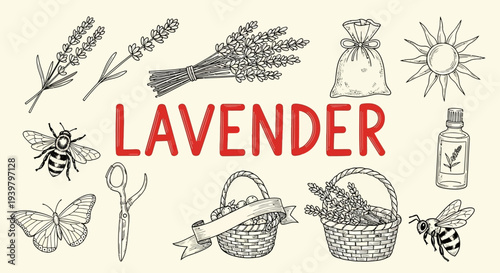 Lavender herbs and bee illustrations.