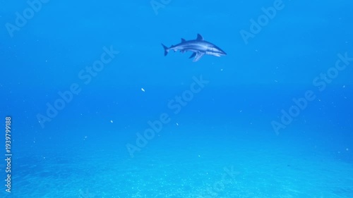 A large shark glides gracefully through the clear deep blue water of the sea. This realistic 3D render or underwater footage is perfect for nature documentaries, educational content, and marine life p