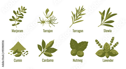 Set of Various Herbs and Spices in Flat Design