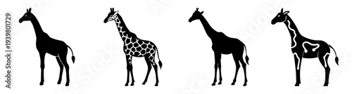 Four giraffes standing side by side in minimalist black and white silhouette on white background