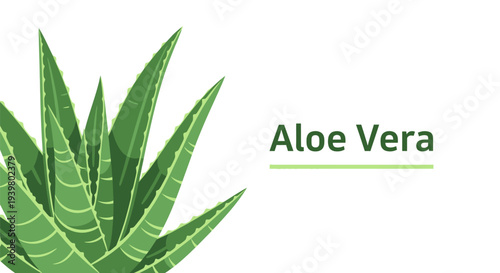 Aloe Vera plant illustration for skincare and medical concept.