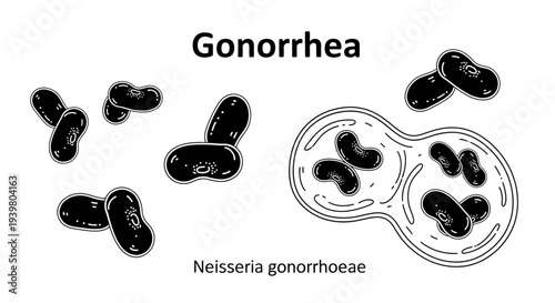Gonorrhea bacteria (Neisseria gonorrhoeae) scientific illustration line art.