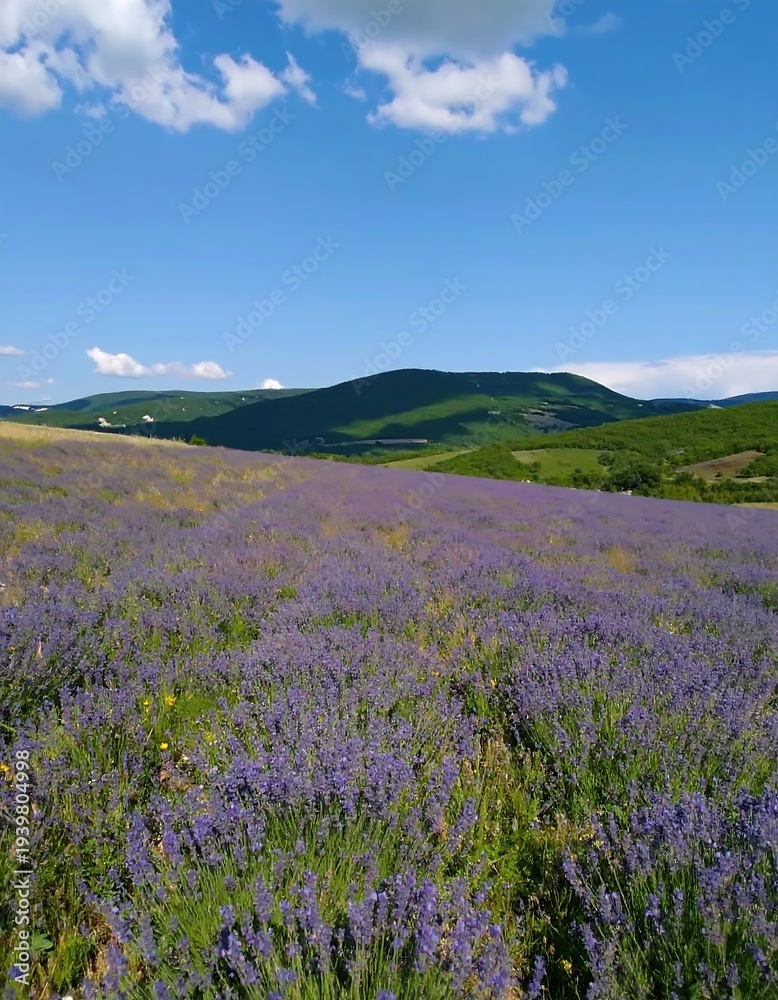Fototapeta premium Lavender field under a blue sky