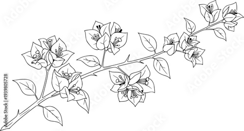 Bougainvillea branch with white flowers in bloom