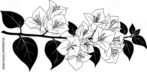 Bougainvillea branch with white flowers in bloom