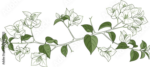 Bougainvillea branch with white flowers in bloom