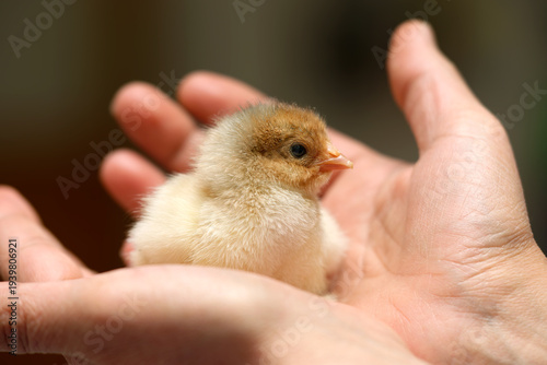 cute chick in the palm