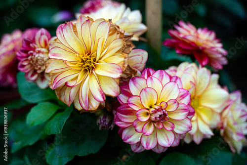 Close-up of Bicolored Yellow and Pink Dahlia Flowers in Bloom