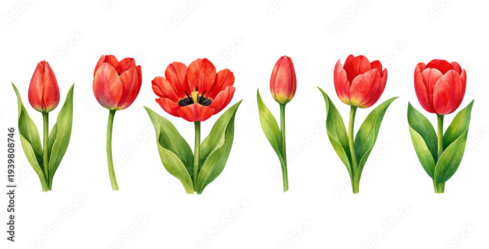 Fototapeta premium A charming watercolor collection of red tulip flowers with stems and leaves for botanical floral illustrations and spring garden design.