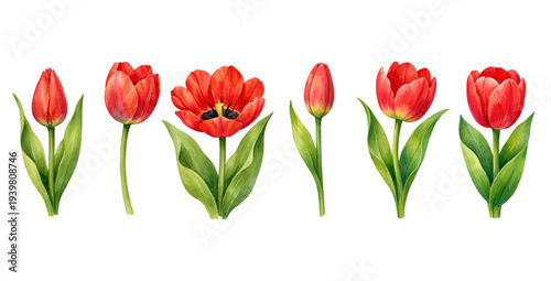 A charming watercolor collection of red tulip flowers with stems and leaves for botanical floral illustrations and spring garden design.