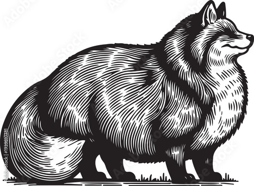 Fluffy fat chubby in to Fox sketch engraving generative ai PNG illustration. Scratch board imitation. Black and white