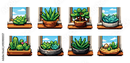 Various succulent and cactus plants displayed on windowsills indoors