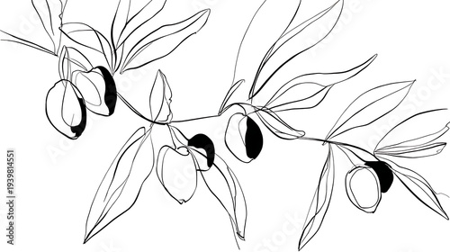 A black and white drawing of a branch with a few olives on it
