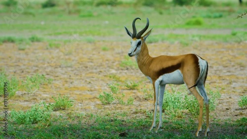 Springbok Antelope Standing On Savanna In Central Kalahari Game Reserve, Botswana. 