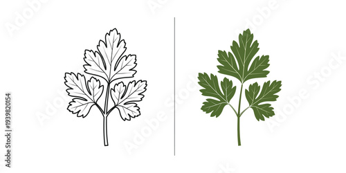 Parsley leaf black and white line art and green colored vector illustration, flat design