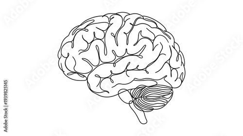 Detailed illustration of human brain anatomy with cerebral cortex and cerebellum.