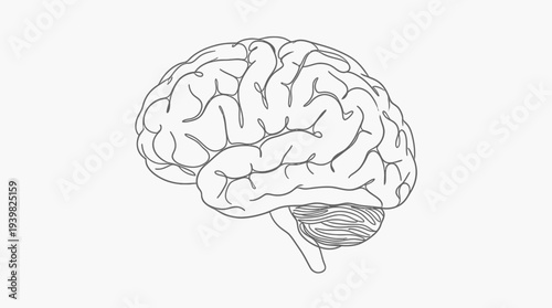 Detailed illustration of a human brain with visible cerebral cortex and cerebellum.