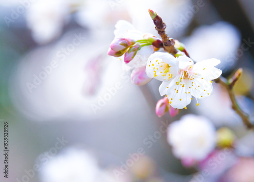 春の穏やかな梅園に咲く梅の花