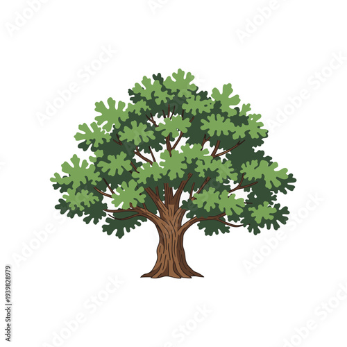 A stylized illustration of a mature deciduous tree with a thick, textured trunk, spreading branches, and a dense canopy of green, lobed leaves against a white background.