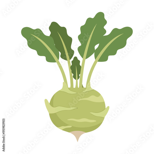 A light green kohlrabi bulb with large, wavy green leaves sprouting from the top and a small root at the bottom, presented on a white background.