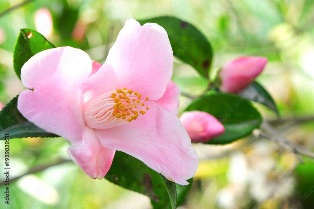 Fototapeta premium ピンク色の侘助の花