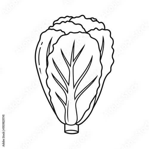 A simple line drawing of a head of napa cabbage, a popular leafy green vegetable with elongated leaves and a crisp texture.