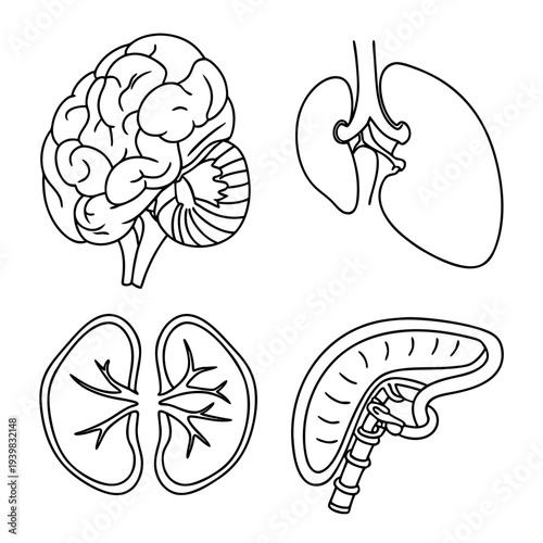 Detailed illustrations of human brain and kidneys