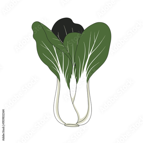 An illustration of a fresh bok choy plant with vibrant dark green leaves and thick white stems, standing upright against a white background.