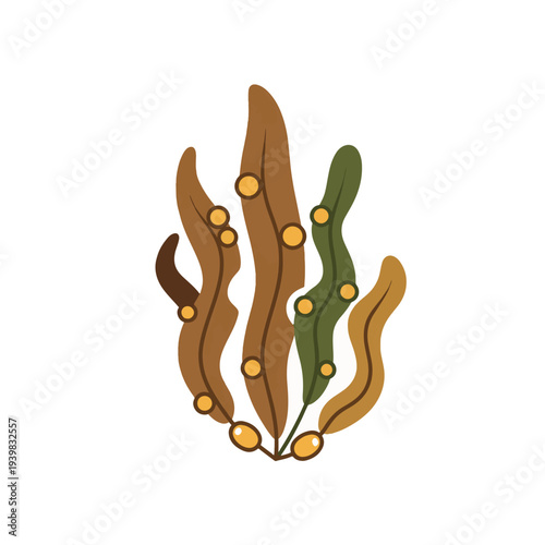 Illustration of brown and green seaweed or kelp fronds with small yellow air bladders on a white background.