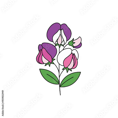 Stylized illustration of sweet pea flowers with purple, pink, and white blossoms and buds on a green stem with leaves, set against a plain white background.