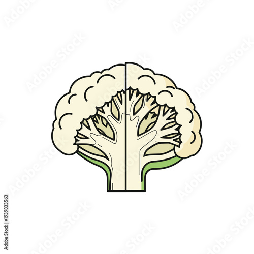 An illustration of a cauliflower head cut in half, revealing its internal structure with white florets and a light green stem, outlined in black.