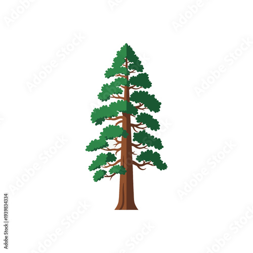 A tall, coniferous tree with a brown trunk and green, layered branches, isolated on a white background.