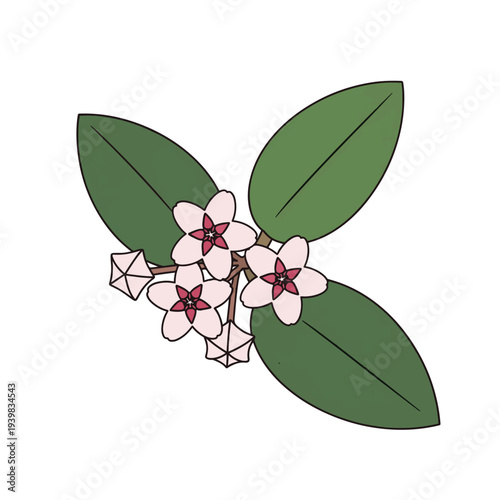 A cluster of delicate pink Hoya flowers with deep pink centers, surrounded by broad, dark green leaves, set against a clean white background.