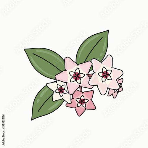 A cluster of delicate, star-shaped flowers in soft pink and white hues, with dark pink centers, surrounded by lush green leaves on a white background.