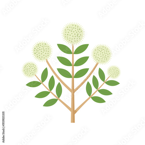 Stylized, minimalist illustration of a light green flowering plant with spherical blooms and opposing green leaves against a white background.