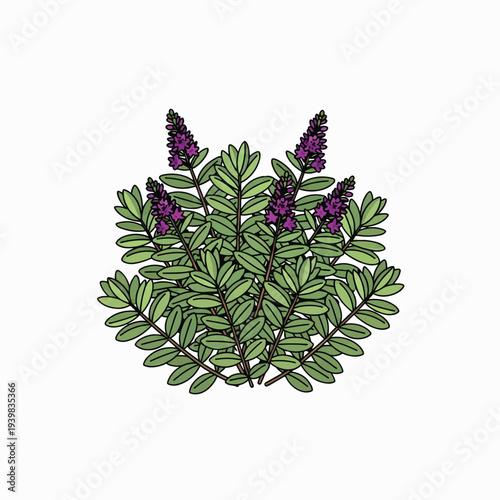 A stylized illustration of a flowering shrub with green leaves and purple flower spikes.